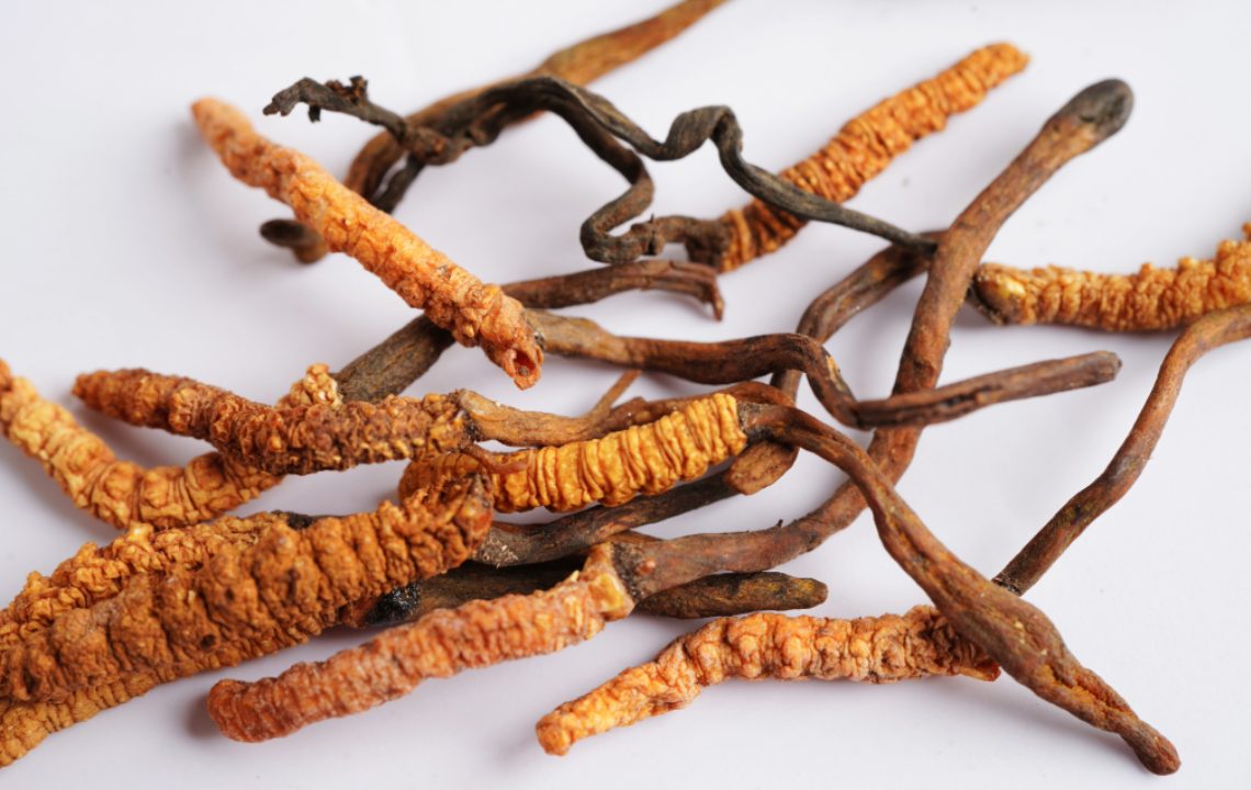 Himalayan Cordyceps